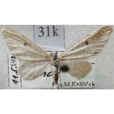 Eupithecia indigata (Hübner, 1813) Grotnik sosnowiak Czech31k